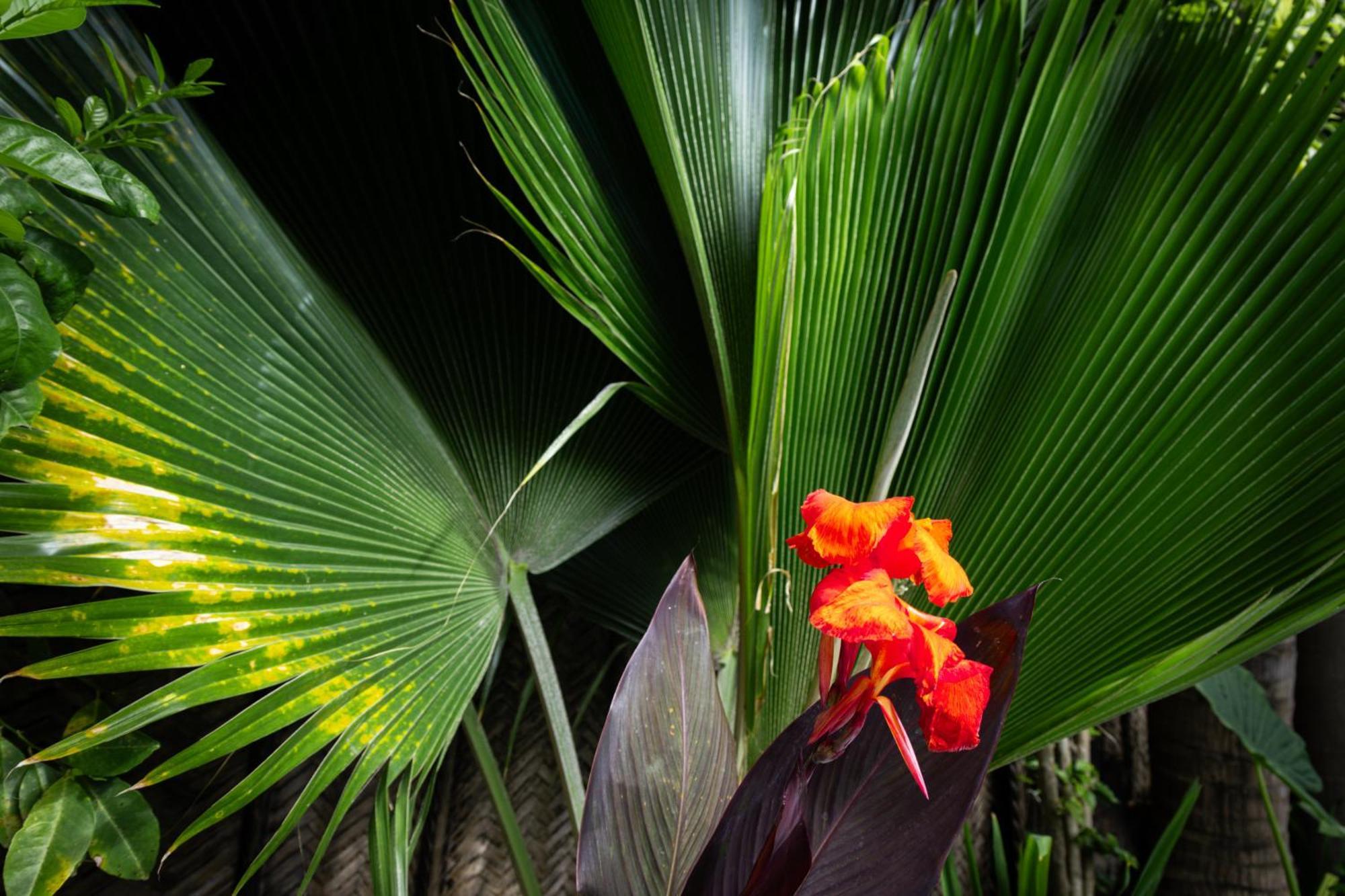 Pili Pili Palm Beach Jambiani  Luaran gambar